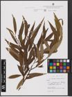 Foto von Salix alba L. x Salix fragilis L.